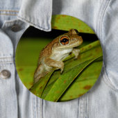 微笑のアマガエルボタン 缶バッジ (インサイチュ)