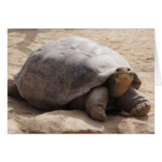 微笑のカメ空白のなカード