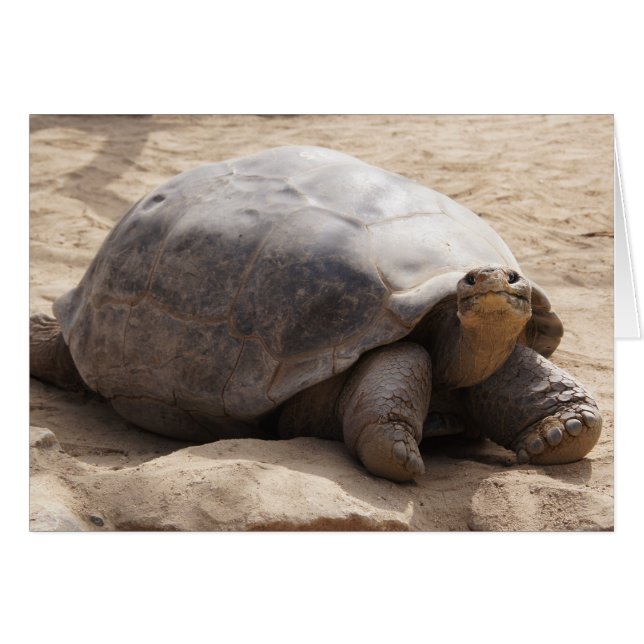 微笑のカメ空白のなカード (正面横)