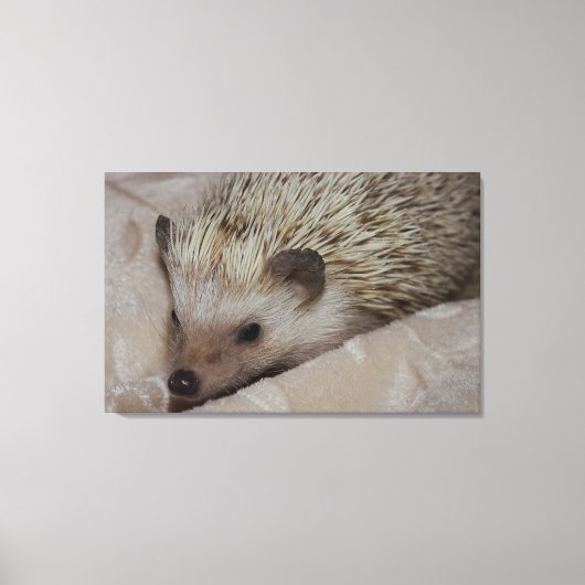 微笑のハリネズミ キャンバスプリント (正面)
