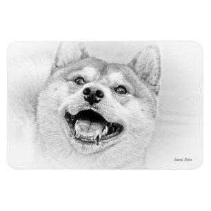 微笑の柴犬犬 マグネット