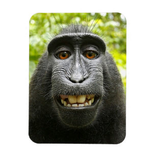 微笑の頂点に達されたセレベス島のマカク属猿 マグネット