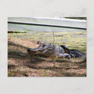 微笑のAligator -郵便はがき ポストカード