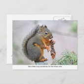 微笑みリス食べ物ルの松のコーン ポストカード (正面/裏面)