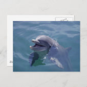 微笑むイルカ ポストカード (正面/裏面)