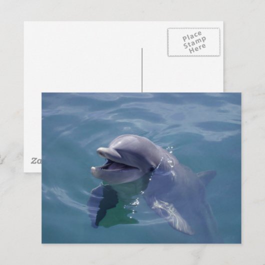 微笑むイルカ ポストカード (正面/裏面)