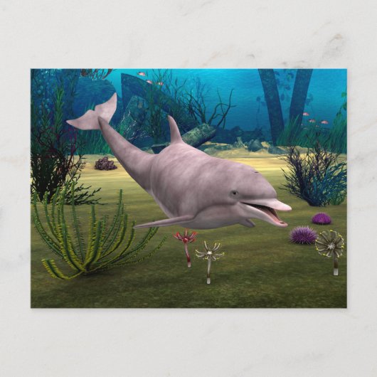 微笑むイルカ ポストカード (正面)