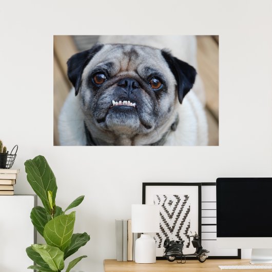 微笑むパグ ポスター (ホームオフィス)