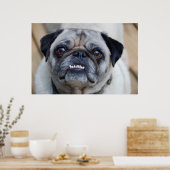 微笑むパグ ポスター (キッチン)