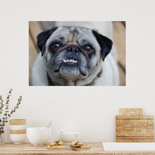 微笑むパグ ポスター (キッチン)