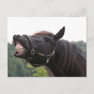 微笑んだ馬 ポストカード