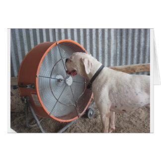 微風を愛している犬