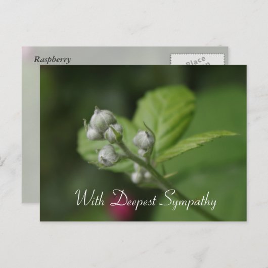 心から哀悼の意を表します、夏のワイルドラズベリーの花 ポストカード (正面/裏面)