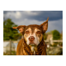 心のこもったブリンドル犬の肖像画
