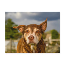 心のこもったブリンドル犬の肖像画