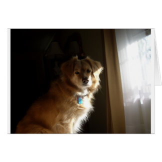 心地よいのレトリーバー