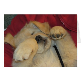 心地よい金子犬