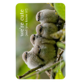 心温まる可愛いブシュティッツソングバーズ家族写真 マグネット