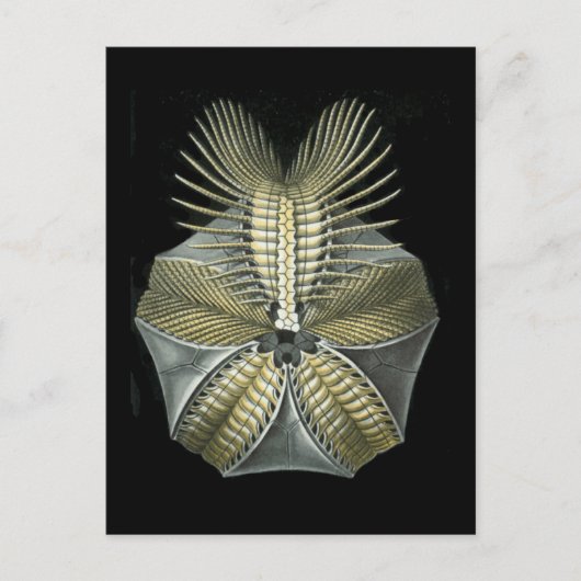 心筋 ポストカード (正面)