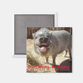 心配しないで、幸せになる、豚の正方形の磁石 マグネット (正面/裏面)