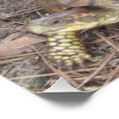 心配なビーグル犬とカメ ポスター (コーナー)