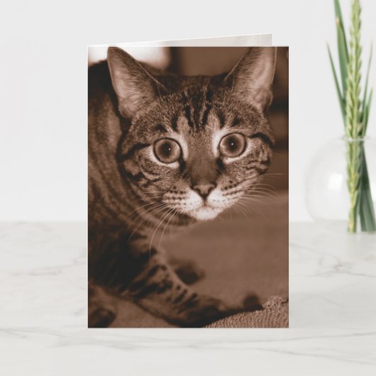 心配な猫 カード (正面)