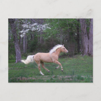 心配は放します ポストカード