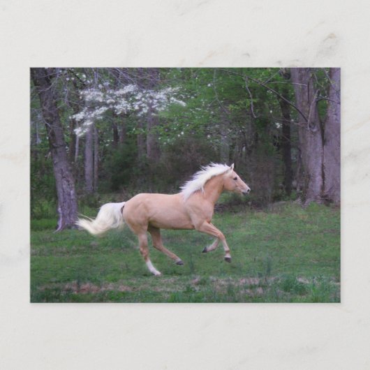 心配は放します ポストカード (正面)