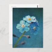 忘れな草の優雅な青い花たち ポストカード (正面/裏面)