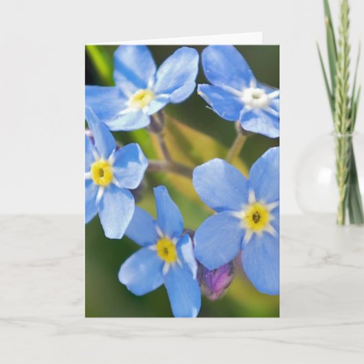 忘れな草の花　ロマンティックな感謝の気持ち サンキューカード (正面)