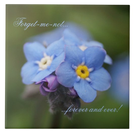 忘れ永遠に タイル (正面)