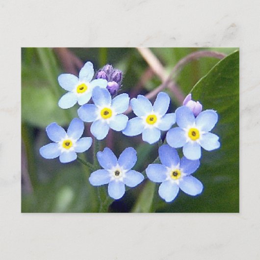 忘れ注2はがき ポストカード (正面)