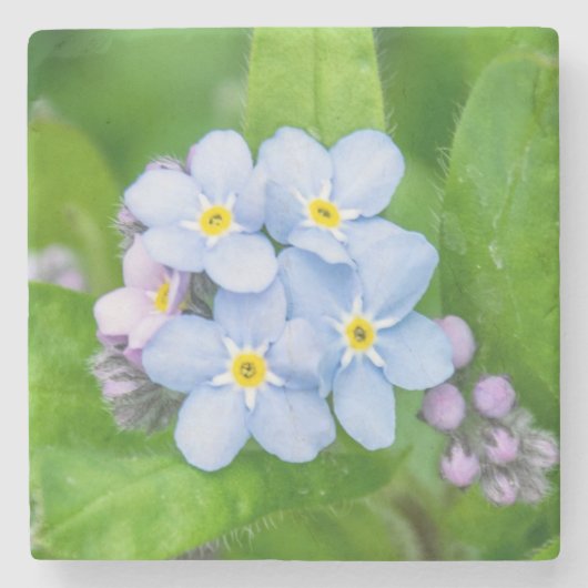 忘れ石コースター ストーンコースター (正面)