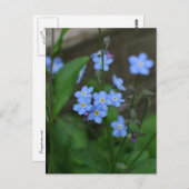 忘れ私ない花 ポストカード (正面/裏面)