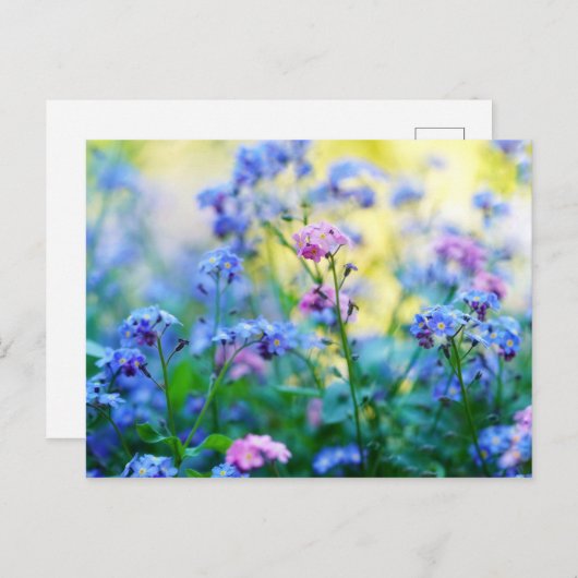 忘れ花 ポストカード (正面/裏面)