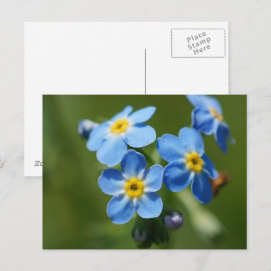 忘れ花 ポストカード (正面/裏面)