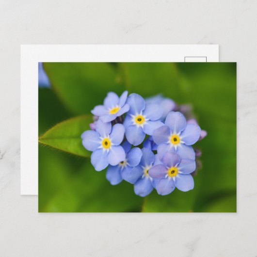 忘れ音 ポストカード (正面/裏面)