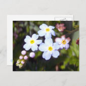 忘れ1はがき ポストカード (正面/裏面)