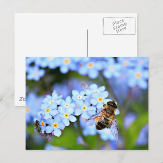 忘れ-Me-Not Flowers with Hoverfly ポストカード (正面/裏面)
