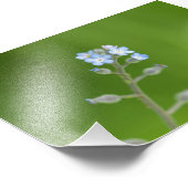 忘れMe-not-flowers フォトプリント (角)