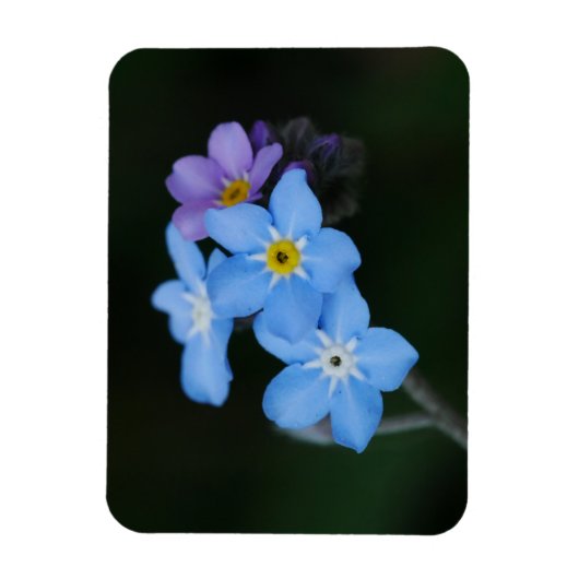 忘れMe-Nots磁石 マグネット (縦)