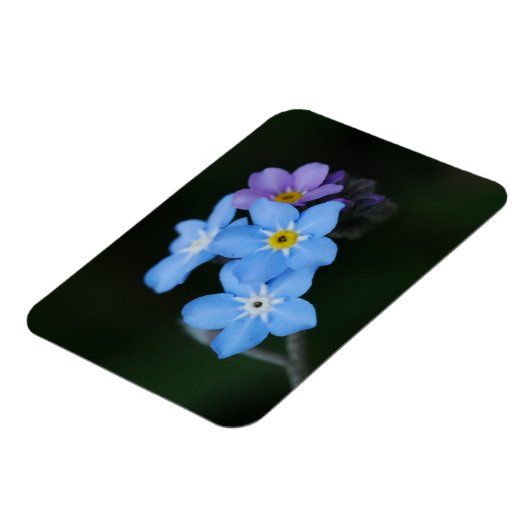 忘れMe-Nots磁石 マグネット (左側)