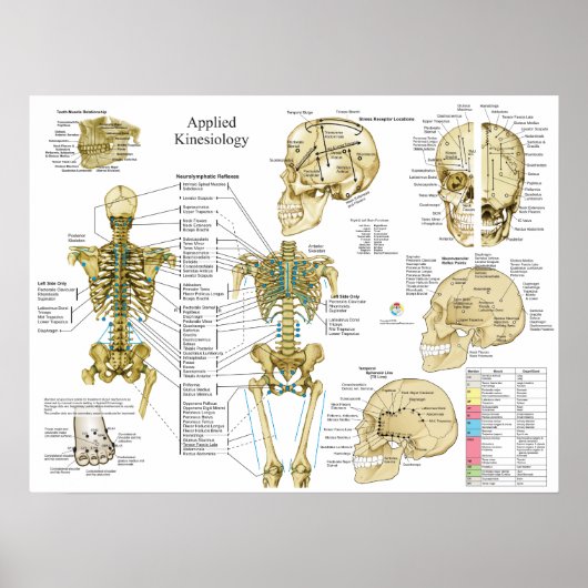 応用運動学カイロプラクティックポスター ポスター (正面)
