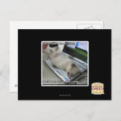 応答できない ポストカード (正面/裏面)