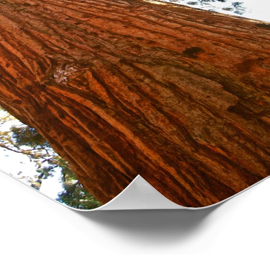 忠実なカップル続編の木ヨセミテ ポスター (角)