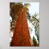 忠実なカップル続編の木ヨセミテ ポスター (正面)