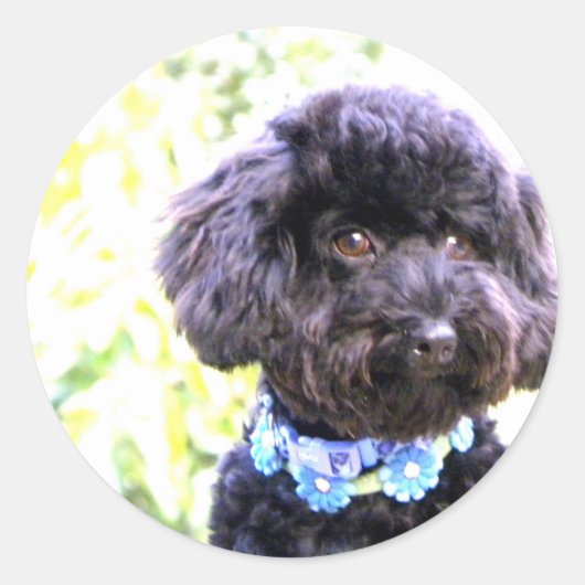 忠実な愛情のある友人 ラウンドシール (正面)