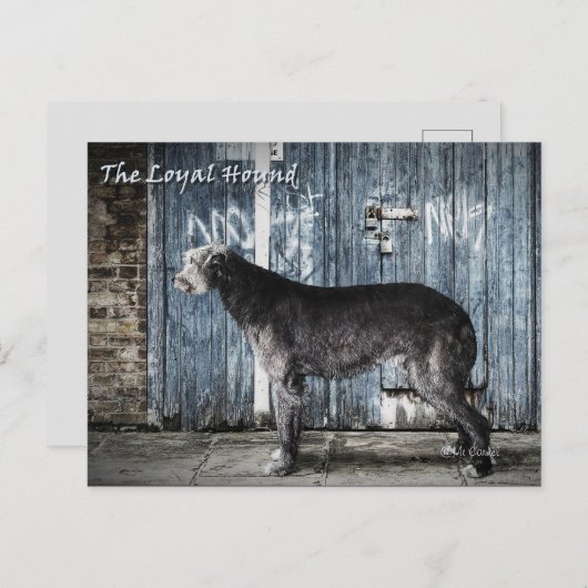 忠実な犬 ポストカード (正面/裏面)