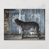 忠実な犬 ポストカード (正面)