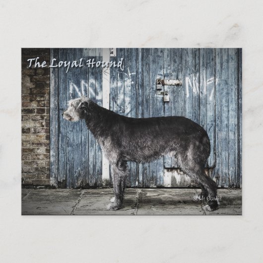 忠実な犬 ポストカード (正面)